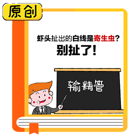 蝦頭扯出的白線是寄生蟲？別扯了！ (3)